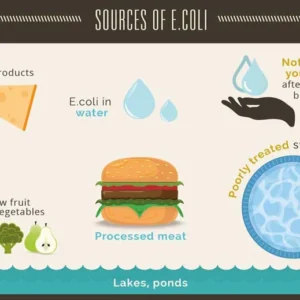 Protecting Your Family from Escherichia coli O26: Practical Tips for Food Safety