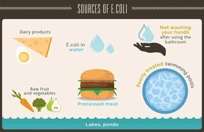 Protecting Your Family from Escherichia coli O26: Practical Tips for Food Safety